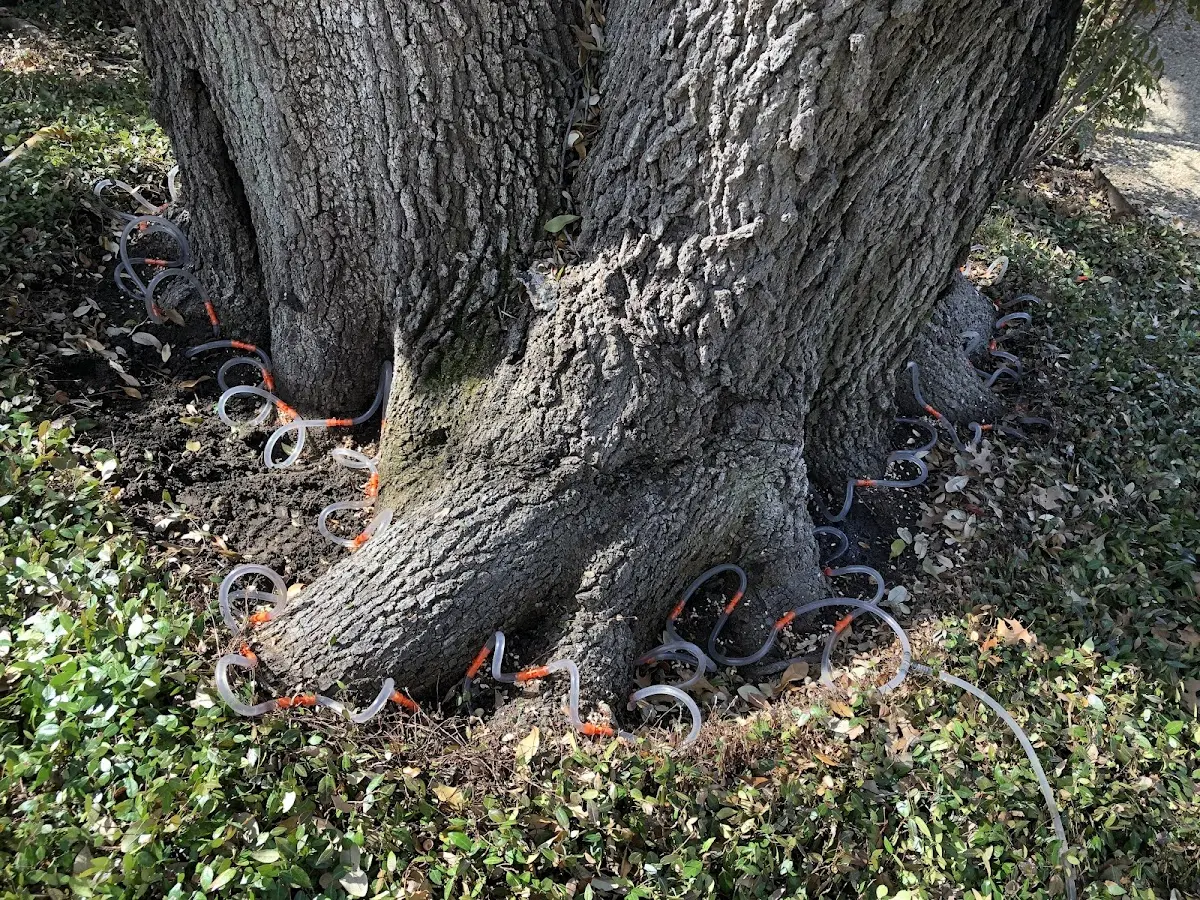 Detailed Tree Cabling and Bracing job site in Danese