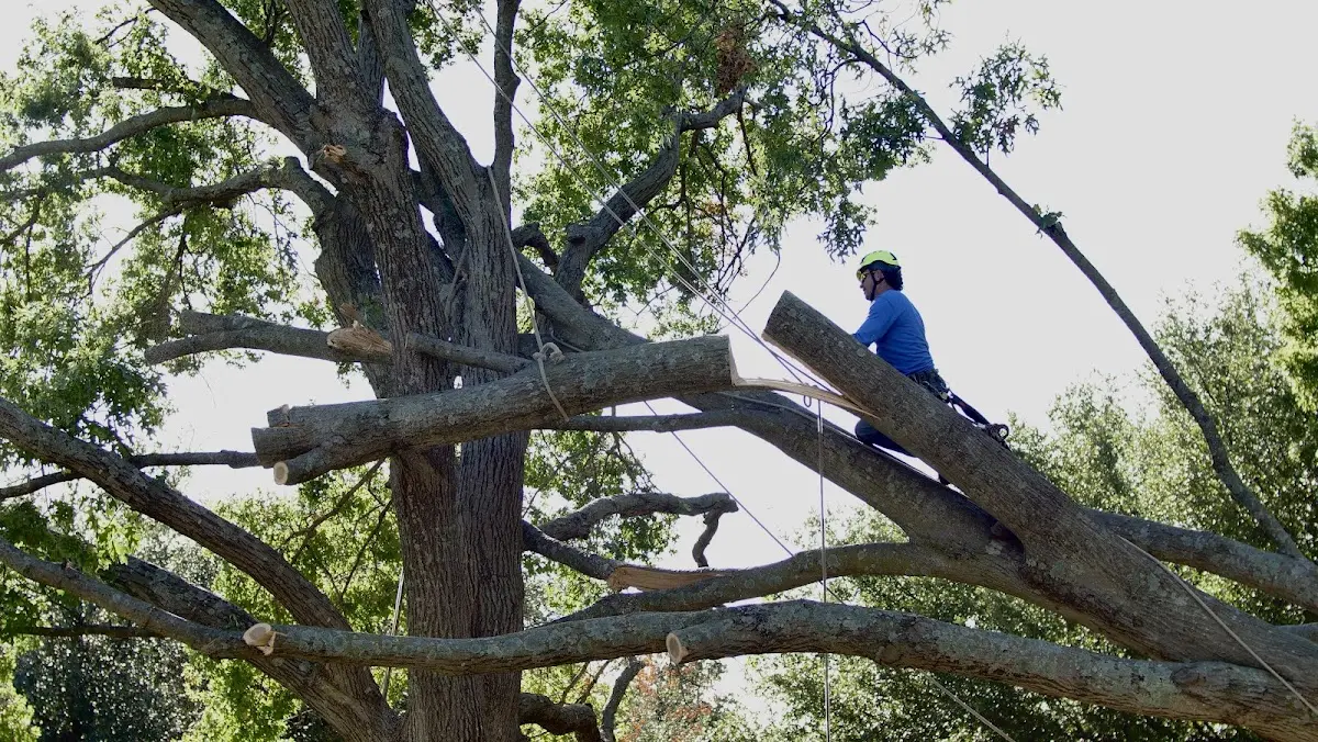 Professional Crown Thinning performed by certified arborists in Danese